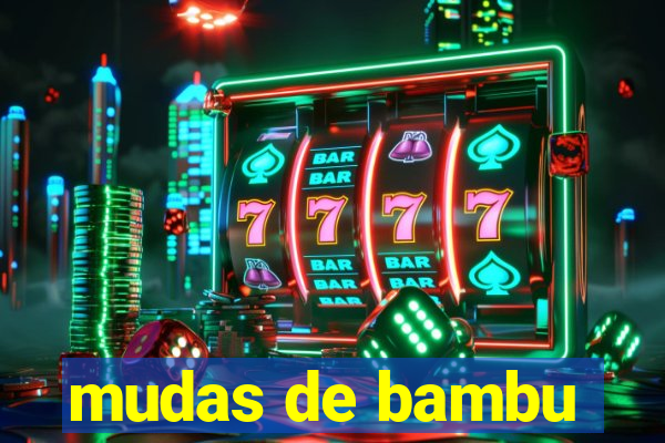 mudas de bambu