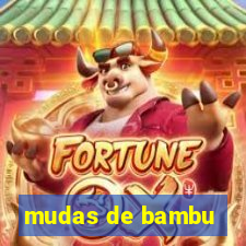 mudas de bambu