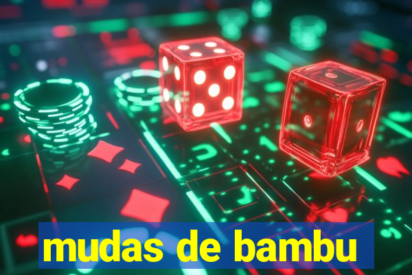 mudas de bambu