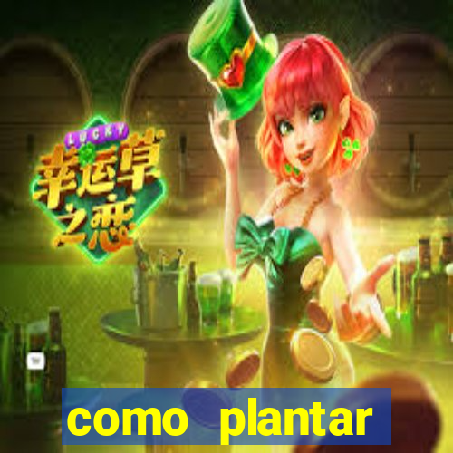 como plantar gergelim no vaso