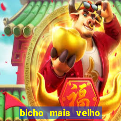 bicho mais velho da loteria dos sonhos