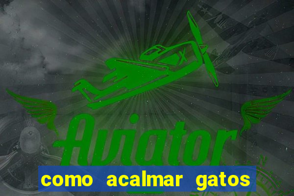 como acalmar gatos agitados a noite