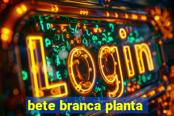 bete branca planta