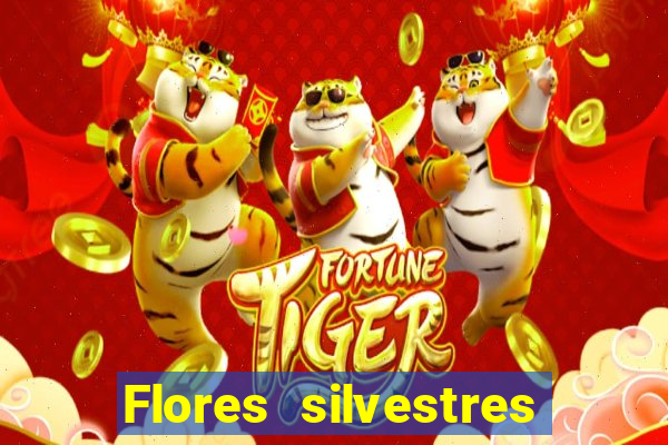 Flores silvestres brasileiras 25