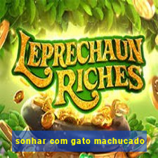 sonhar com gato machucado