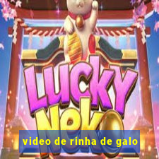 video de rinha de galo