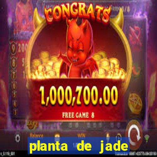 planta de jade significado espiritual