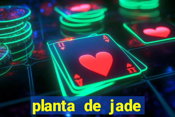 planta de jade significado espiritual