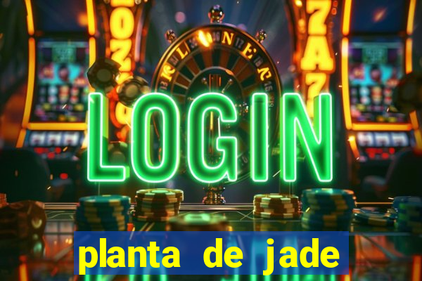 planta de jade significado espiritual