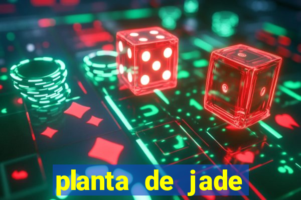 planta de jade significado espiritual