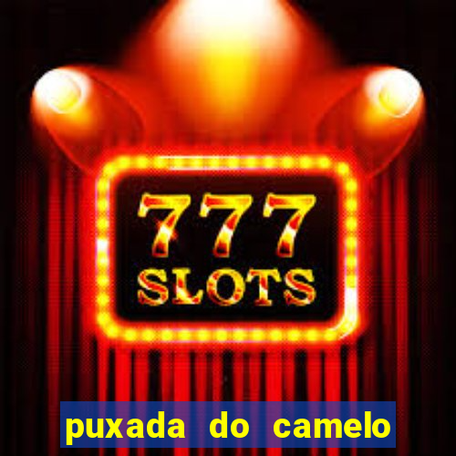 puxada do camelo jogo do bicho